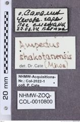 Etikette zu Ampedus shakotanensis (Miwa, 1927) (NHMW-ZOO-COL-0010800)